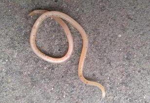 成人都会有蛔虫吗视频,并非所有人都有蛔虫，了解蛔虫感染真相