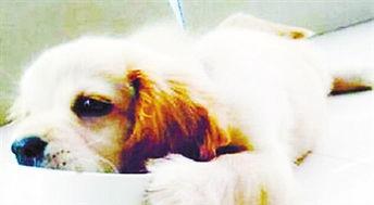 成人训练狗吃饭视频播放,跟随视频学习高效喂食技巧