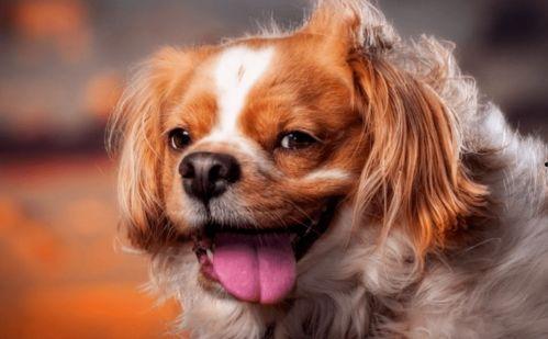 成人训练狗吃饭视频播放,跟随视频学习高效喂食技巧