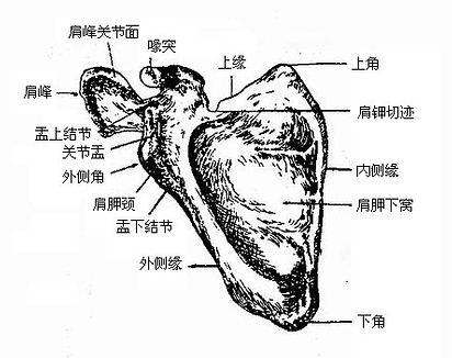成人女性鸡胸治疗方法视频,成人女性鸡胸治疗视频攻略