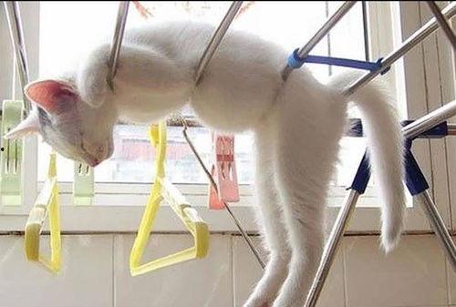 成人爬行姿势视频教程,视频教学，轻松入门