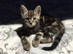 小花猫视频成人短,小花猫的成人短篇冒险之旅