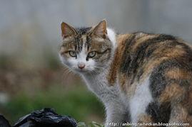 小花猫视频成人短,小花猫的成人短篇冒险之旅