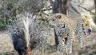 豪猪变成人动画视频播放,从刺猬到人类的奇幻蜕变