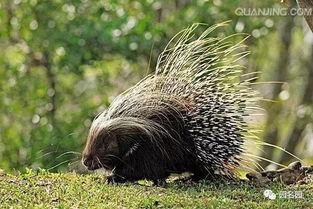 豪猪变成人动画视频播放,从刺猬到人类的奇幻蜕变