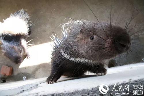 豪猪变成人动画视频播放,从刺猬到人类的奇幻蜕变