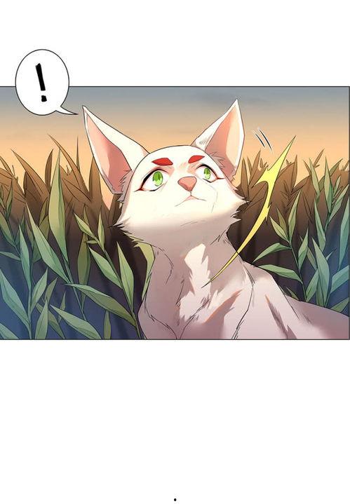 从狐狸变成人的视频,探寻神秘变身视频背后的奥秘